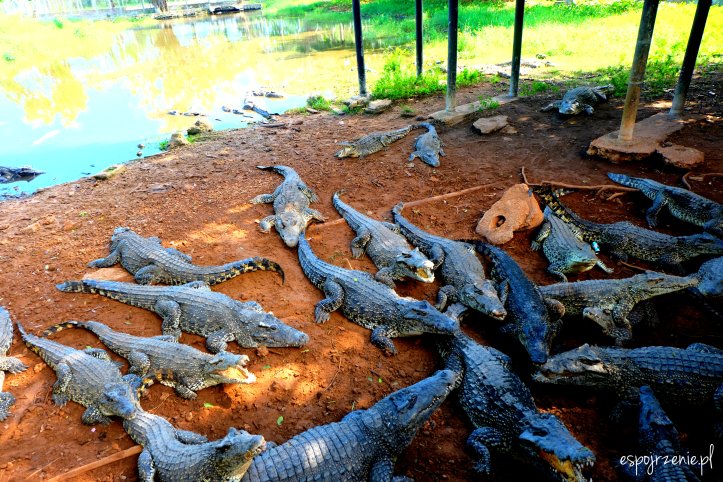 krokodyle_2