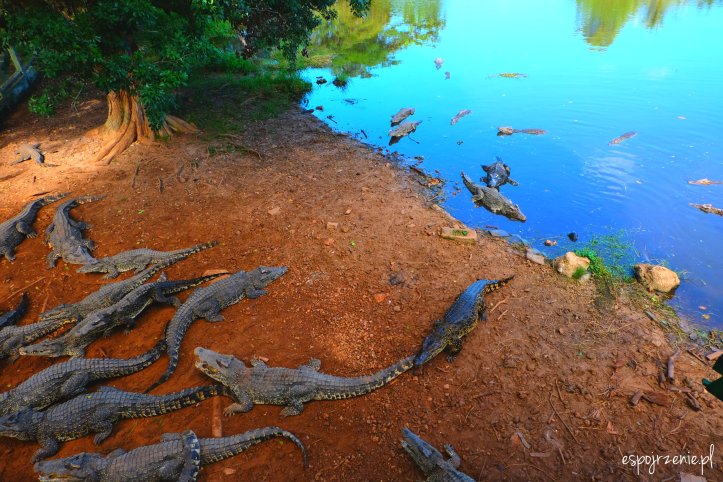 krokodyle_4