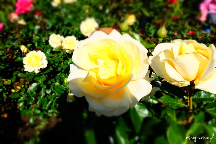 roże.JPG