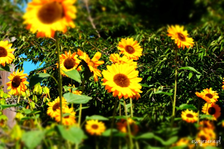 sloneczniki.JPG