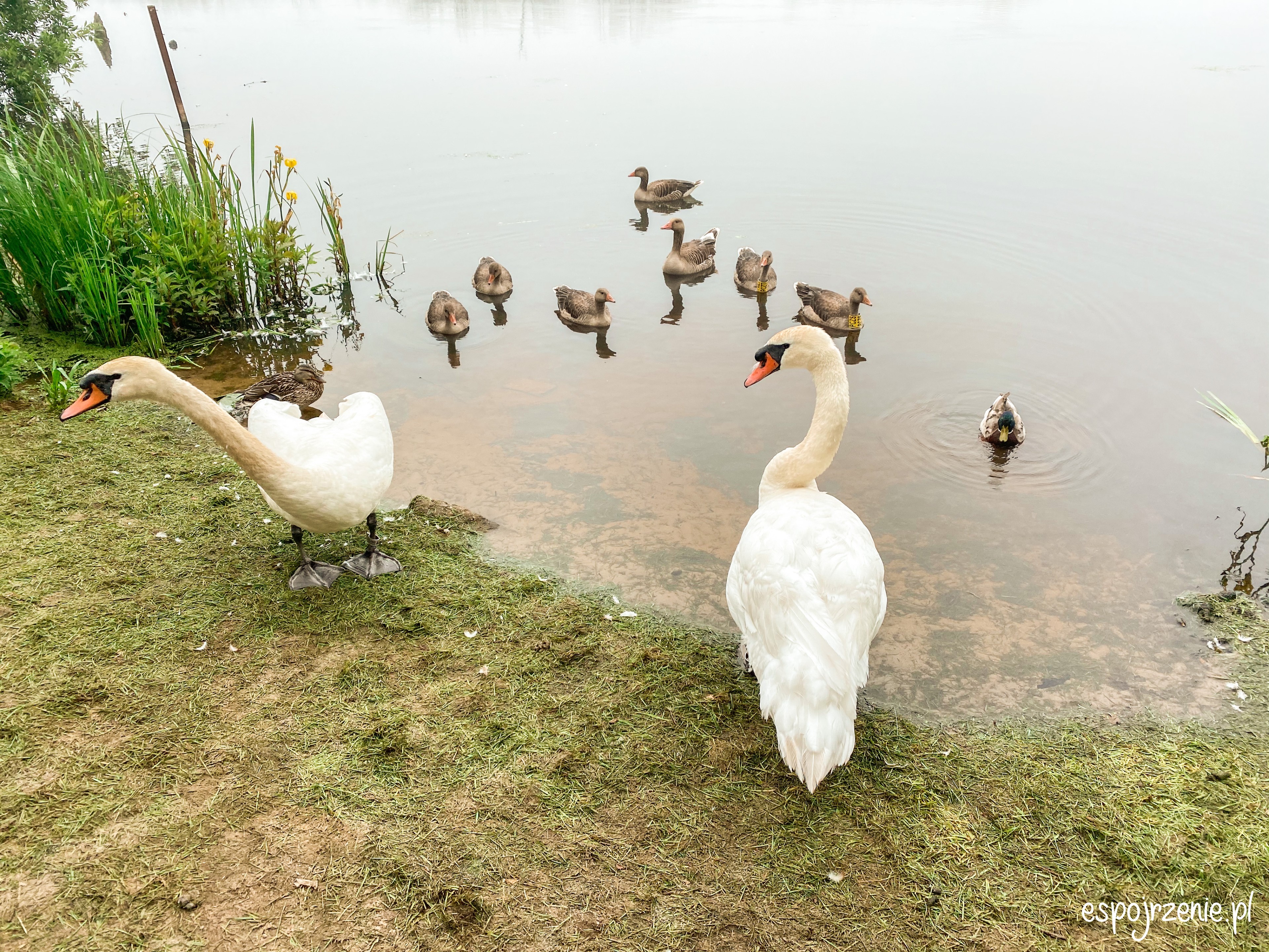 IMG_3878 — kopia (1)